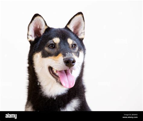 Black and tan Shiba Inu Stock Photo - Alamy