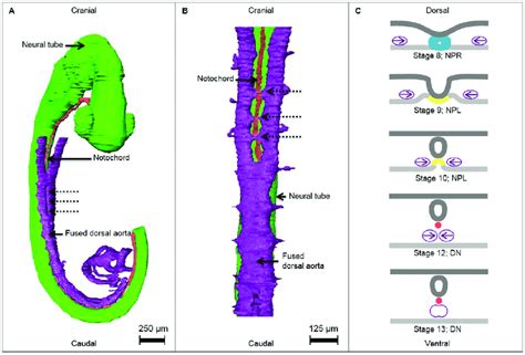 Notochord