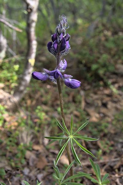 Arctic Lupine - Lupinus arcticus - Alaska Wildflowers