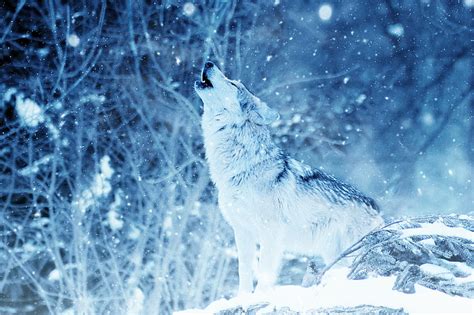 HD wallpaper: Animal, Wolf, Face, Grey Wolf, Wildlife, predator (Animal ...