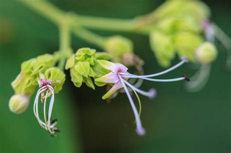 Premium Photo | Beautiful wild flower in forest