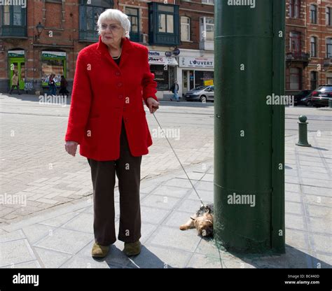 old woman walking dog Stock Photo - Alamy