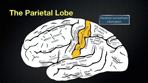 066 The Anatomy and Function of the Parietal Lobe