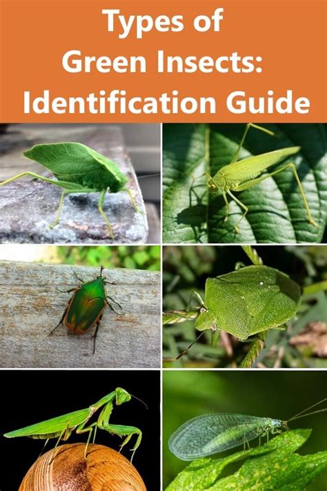 Types of Green Insects – Identification Guide in 2021 | Green beetle ...