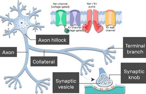 Inspiration 80 of Function Of Synaptic Knob | elisha-cuthbert-video-sexy