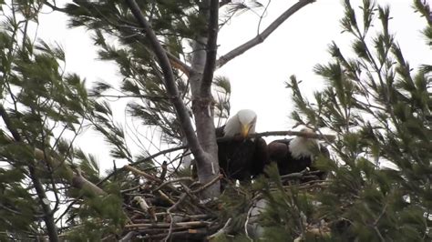 Bald Eagle Nest Building - YouTube