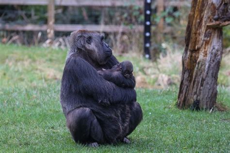 London Zoo welcomes second critically endangered baby gorilla in less than a month