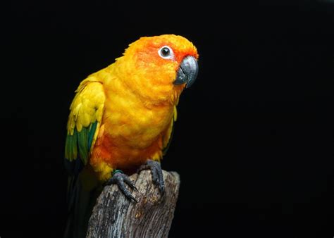 Sun parakeet on branch 11249800 Stock Photo at Vecteezy