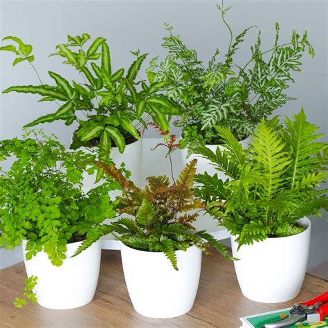 Fern Houseplant Collection - 3 Plants for Sale | Free UK Delivery