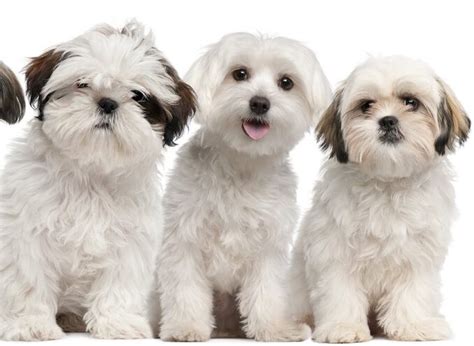 Maltese Shih Tzu Mix Breed Information | All Things Dogs