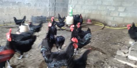 Australorp Breeders available in Islamabad – ChicksBazaar