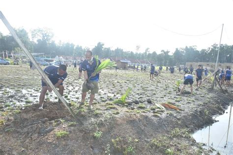 TNI AL Gelar Kerja Bakti Tanam Ratusan Pohon Kelapa di Sorong - pelita ...