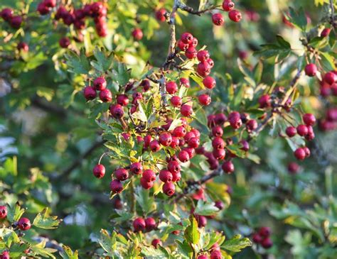 Hawthorn - planting, pruning, and care