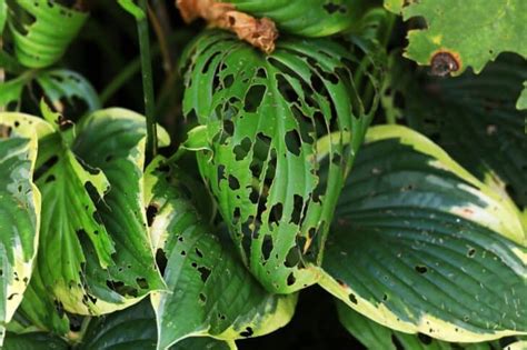 13 Common Hosta Pests and Diseases and What to do About Them