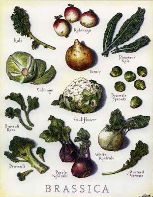 Recipes and Tips To Fight M.S.: Brassica Vegetables