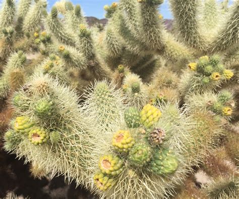 Nuage Volant: Cholla cactus garden