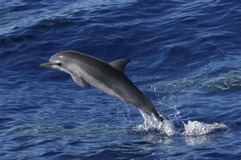 Spinner Dolphin Jumping Ogasawara Isl Photograph by Hiroya Minakuchi