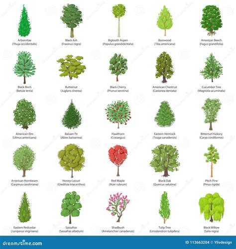 Types Of Trees With Pictures