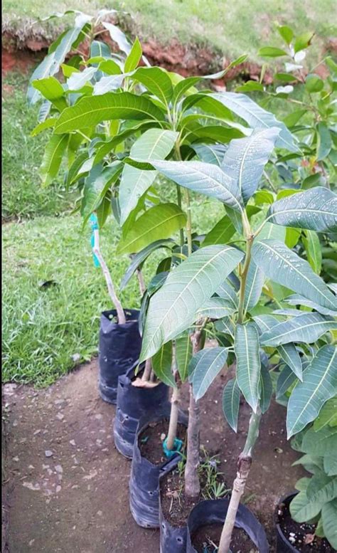 Grafted Mango Tree 1.5 3ft | Etsy