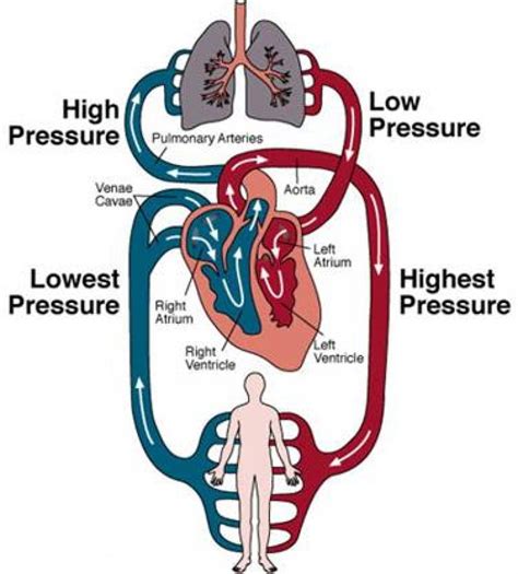 Pulmonary And Systemic Circulation Diagram