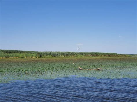 Donau Delta in Romania stock image. Image of wilderness - 244662069