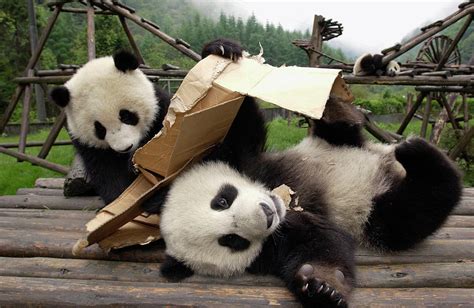 Giant Panda Cubs Playing Photograph by Katherine Feng
