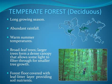 Temperate Deciduous Forest Understanding The Effects Of