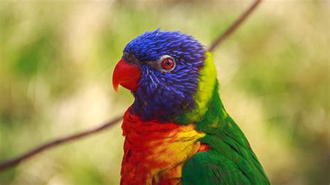 Wallpaper Parrot, head, bird, colorful feathers 3840x2160 UHD 4K ...