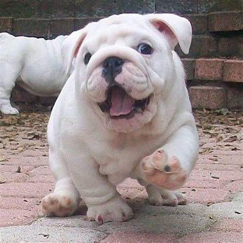 25+ best ideas about English bulldog puppies on Pinterest | Bulldog puppies, Bull dog and Baby ...