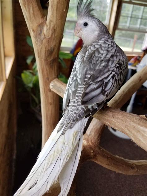 Cockatiel Birds For Sale | Knoxville, IA #231154 | Petzlover