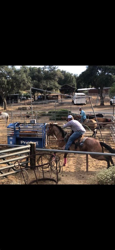 Roan horse getting after one! : r/Equestrian