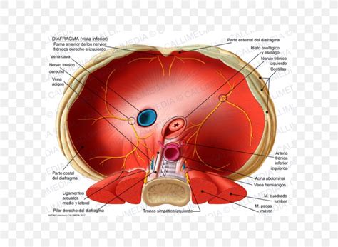 Thoracic Diaphragm Crus Of Diaphragm Phrenic Nerve Esophageal Hiatus ...