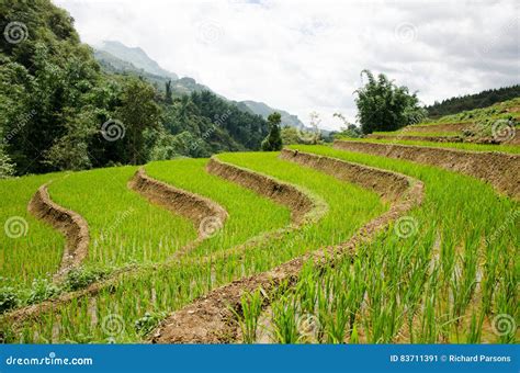 Vietnamese Rice Paddy Fields Stock Image - Image of sapa, terrace: 83711391