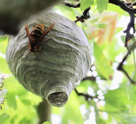 Cholsey Wildlife: Hornets Nest