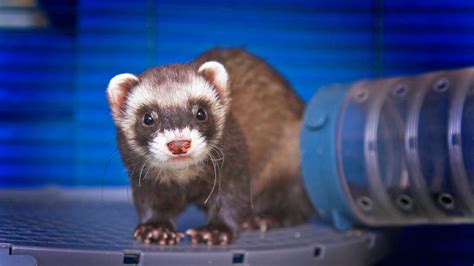 ferret safe chew toys - Elidia Kelleher