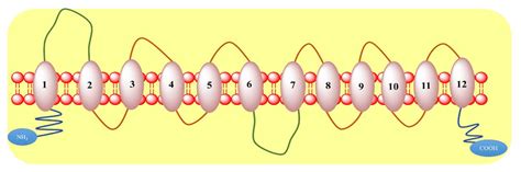 Schematic structure of GLUT family glucose transporters proteins ...