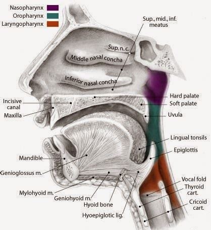 Anatomi dan Fisiologi Mulut, Faring dan Laring | Artikel Kesehatan