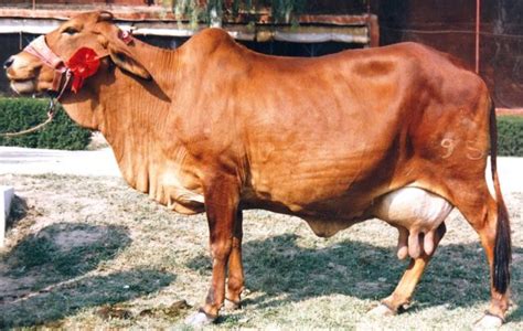 Sahiwal cattle | PetMapz