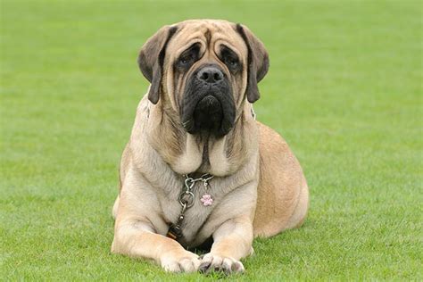 Different Types Of Mastiffs And How To Tell Them Apart, 53% OFF