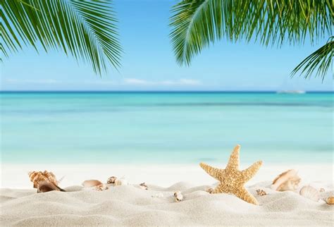 Laeacco Tropical Sea Beach Starfish Shell Coral Sand Palm Tree Holiday ...