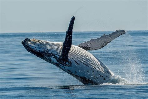 Whales 8 Whale Watching Bundaberg Lady Musgrave Experience Great Barrier Reef