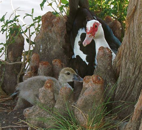 Muscovy and Juvenile | This muscovy produced 5 ducklings...t… | Flickr