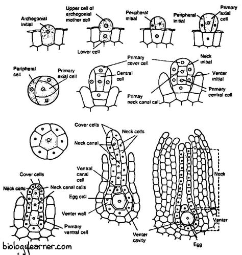 Riccia: A Common Liverwort : Plantlet