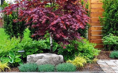 Weeping Small Trees For Small Gardens | Fasci Garden