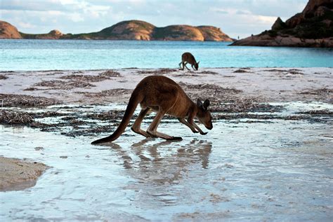 Kangaroos On Beach At Lucky Bay by Martin Robinson