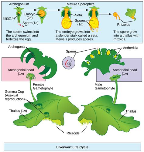 Bryophytes | Biology for Majors II