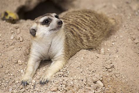 Sleeping Meerkat Stock Photos, Pictures & Royalty-Free Images - iStock