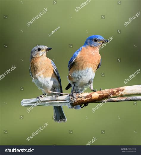 Male Female Eastern Bluebird Portrait Stock Photo 424129747 | Shutterstock