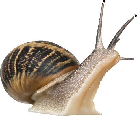 Snail PNG