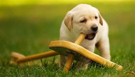 Training A Golden Retriever Puppy - By Age Category Pets Feed